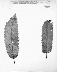 Stromatoseptoria castaneicola image